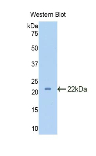 PECAM-1 / CD31 Antibody - Western blot of recombinant PECAM-1 / CD31.  This image was taken for the unconjugated form of this product. Other forms have not been tested.