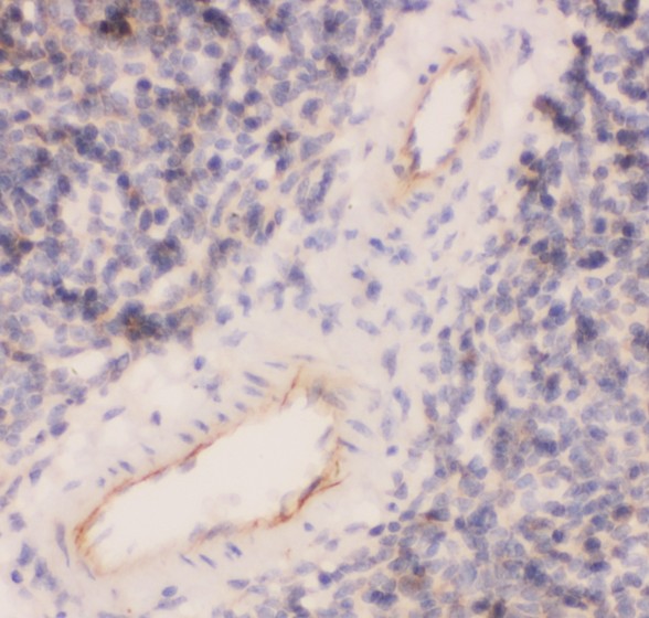 PECAM-1 / CD31 Antibody - CD31 antibody IHC-paraffin: Mouse Spleen Tissue.