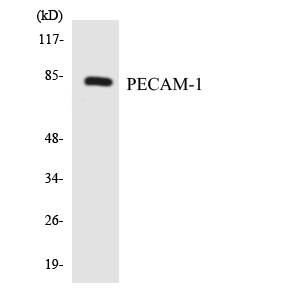 PECAM-1 / CD31 Antibody - Western blot analysis of the lysates from HT-29 cells using PECAM-1 antibody.