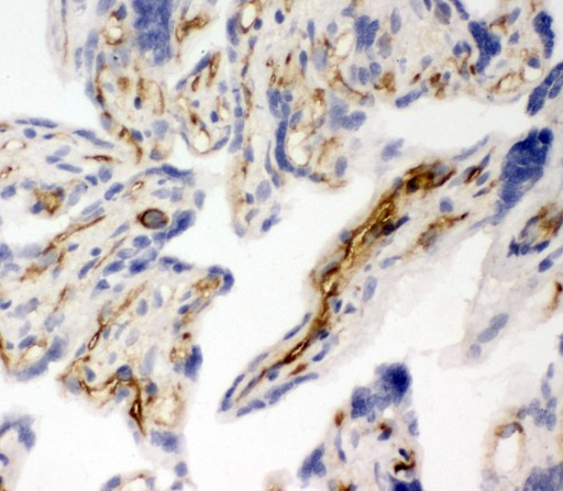 PECAM-1 / CD31 Antibody - CD31 antibody IHC-frozen: Human Placenta Tissue.