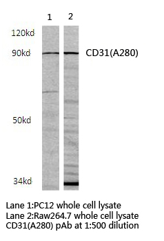 PECAM-1 / CD31 Antibody - Western blot of CD31 (A280) pAb in extracts from raw264.7 and PC12 cells.