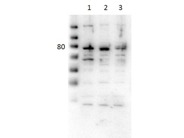 PECAM-1 / CD31 Antibody - Western Blot of rabbit Anti-CD31 Antibody. Lane 1: 3T3 Whole cell lysate. Lane 2: Jurkat Whole cell lysate. Lane 3: HT-29 Whole cell lysate. Load: 10µg/lane. Primary Antibody Anti-CD-31 used 1:500 with 0.75% TBS with Casein overnight. Secondary Antibody Goat anti-rabbit HRP used 1:40,000 for 30 min at room temp. Expect MW: 80kda.