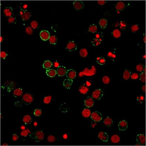 PECAM-1 / CD31 Antibody - Western blot testing of human PBM lysate with PECAM-1 antibody (clone 158-2B3). Expected molecular weight: 83-130kDa depending on level of glycosylation.