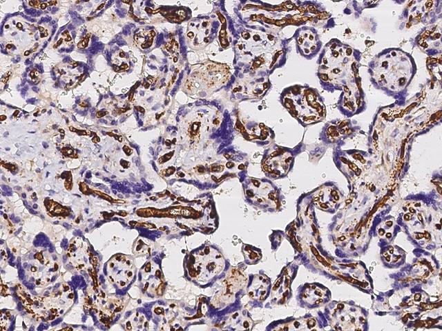 PECAM-1 / CD31 Antibody - Immunochemical staining of human CD31 in human placenta with rabbit monoclonal antibody at 1:300 dilution, formalin-fixed paraffin embedded sections.
