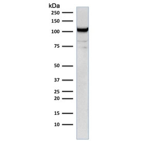 PECAM-1 / CD31 Antibody - SDS-PAGE Analysis of Purified, BSA-Free CD31 Antibody (clone C31.12). Confirmation of Integrity and Purity of the Antibody.