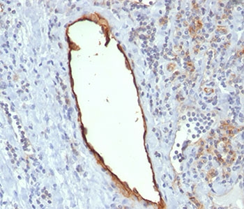 PECAM-1 / CD31 Antibody - PECAM-1 antibody C31.7 immunohistochemistry tonsil.  This image was taken for the unmodified form of this product. Other forms have not been tested.