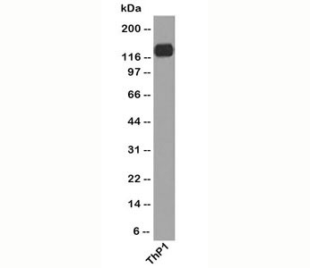 PECAM-1 / CD31 Antibody - PECAM-1 antibody C31.7 western blot.  This image was taken for the unmodified form of this product. Other forms have not been tested.