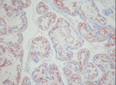 PECAM-1 / CD31 Antibody - IHC of CD31 antibody. Frozen section of human placenta.