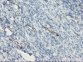PECAM-1 / CD31 Antibody - IHC of paraffin-embedded Human Ovary tissue using anti-PECAM1 mouse monoclonal antibody.