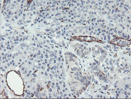PECAM-1 / CD31 Antibody - IHC of paraffin-embedded Human pancreas tissue using anti-PECAM1 mouse monoclonal antibody.