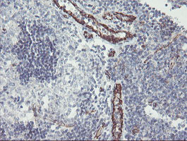 PECAM-1 / CD31 Antibody - IHC of paraffin-embedded Human tonsil using anti-PECAM1 mouse monoclonal antibody.