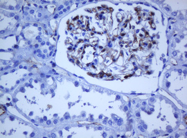 PECAM-1 / CD31 Antibody - IHC of paraffin-embedded Human Kidney tissue using anti-PECAM1 mouse monoclonal antibody. (Heat-induced epitope retrieval by 10mM citric buffer, pH6.0, 120°C for 3min).