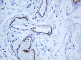 PECAM-1 / CD31 Antibody - IHC of paraffin-embedded Human bladder tissue using anti-PECAM1 mouse monoclonal antibody. (Heat-induced epitope retrieval by 10mM citric buffer, pH6.0, 120°C for 3min).