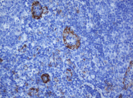 PECAM-1 / CD31 Antibody - IHC of paraffin-embedded Human lymph node tissue using anti-PECAM1 mouse monoclonal antibody. (Heat-induced epitope retrieval by 10mM citric buffer, pH6.0, 120°C for 3min).