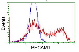 PECAM-1 / CD31 Antibody - HEK293T cells transfected with either overexpress plasmid (Red) or empty vector control plasmid (Blue) were immunostained by anti-PECAM1 antibody, and then analyzed by flow cytometry.