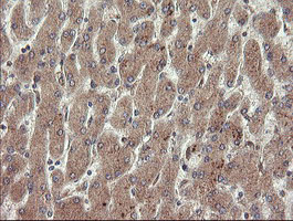 PECAM-1 / CD31 Antibody - IHC of paraffin-embedded Human liver tissue using anti-PECAM1 mouse monoclonal antibody.