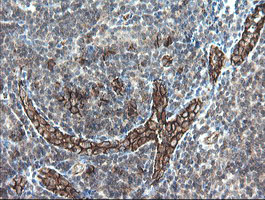 PECAM-1 / CD31 Antibody - IHC of paraffin-embedded Human tonsil using anti-PECAM1 mouse monoclonal antibody.