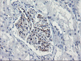 PECAM-1 / CD31 Antibody - IHC of paraffin-embedded Human Kidney tissue using anti-PECAM1 mouse monoclonal antibody.