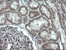 PECAM-1 / CD31 Antibody - IHC of paraffin-embedded Human Kidney tissue using anti-PECAM1 mouse monoclonal antibody.