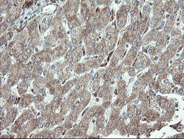 PECAM-1 / CD31 Antibody - IHC of paraffin-embedded Human liver tissue using anti-PECAM1 mouse monoclonal antibody.