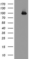 PECAM-1 / CD31 Antibody - HEK293T cells were transfected with the pCMV6-ENTRY control (Left lane) or pCMV6-ENTRY PECAM1 (Right lane) cDNA for 48 hrs and lysed. Equivalent amounts of cell lysates (5 ug per lane) were separated by SDS-PAGE and immunoblotted with anti-PECAM1.