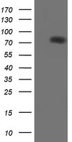 PECAM-1 / CD31 Antibody - HEK293T cells were transfected with the pCMV6-ENTRY control (Left lane) or pCMV6-ENTRY PECAM1 (Right lane) cDNA for 48 hrs and lysed. Equivalent amounts of cell lysates (5 ug per lane) were separated by SDS-PAGE and immunoblotted with anti-PECAM1.