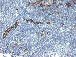 PECAM-1 / CD31 Antibody - IHC of paraffin-embedded Human tonsil using anti-PECAM1 mouse monoclonal antibody. (Heat-induced epitope retrieval by 10mM citric buffer, pH6.0, 100C for 10min).