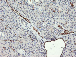 PECAM-1 / CD31 Antibody - IHC of paraffin-embedded Human pancreas tissue using anti-PECAM1 mouse monoclonal antibody.