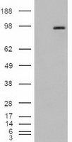 PECAM-1 / CD31 Antibody - HEK293T cells were transfected with the pCMV6-ENTRY control (Left lane) or pCMV6-ENTRY PECAM1 (Right lane) cDNA for 48 hrs and lysed. Equivalent amounts of cell lysates (5 ug per lane) were separated by SDS-PAGE and immunoblotted with anti-PECAM1.