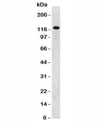 PECAM-1 / CD31 Antibody - Western blot testing of ThP1 cells using CD31 antibody (PCM25-1).  This image was taken for the unmodified form of this product. Other forms have not been tested.