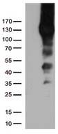 PECAM-1 / CD31 Antibody - HEK293T cells were transfected with the pCMV6-ENTRY control. (Left lane) or pCMV6-ENTRY PECAM1. (Right lane) cDNA for 48 hrs and lysed. Equivalent amounts of cell lysates. (5 ug per lane) were separated by SDS-PAGE and immunoblotted with anti-PECAM1 mouse monoclonal antibody.1:500`