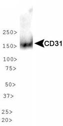 PECAM-1 / CD31 Antibody - CD31 Antibody - WB detection of CD31 in HUVEC cell lysates.  This image was taken for the unconjugated form of this product. Other forms have not been tested.