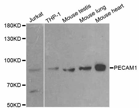 PECAM-1 / CD31 Antibody - Western blot analysis of extracts of various cell lines.