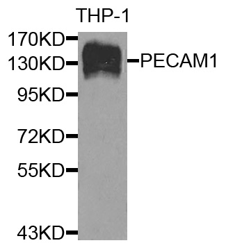 PECAM-1 / CD31 Antibody - Western blot analysis of extracts of THP-1 cell lines.