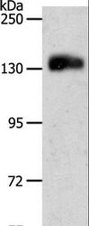 PECAM-1 / CD31 Antibody - Western blot analysis of Jurkat cell, using PECAM1 Polyclonal Antibody at dilution of 1:500.
