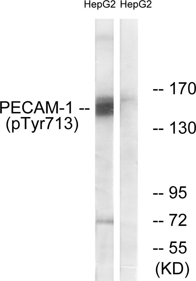 PECAM-1 / CD31 Antibody - Western blot analysis of lysates from HepG2 cells, using PECAM-1 (Phospho-Tyr713) Antibody. The lane on the right is blocked with the phospho peptide.