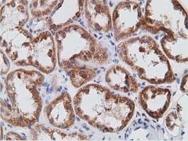 PECR Antibody - IHC of paraffin-embedded Human Kidney tissue using anti-PECR mouse monoclonal antibody. (Dilution 1:50).
