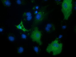 PECR Antibody - Anti-PECR mouse monoclonal antibody  immunofluorescent staining of COS7 cells transiently transfected by pCMV6-ENTRY PECR.