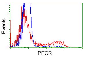 PECR Antibody - HEK293T cells transfected with either overexpress plasmid (Red) or empty vector control plasmid (Blue) were immunostained by anti-PECR antibody, and then analyzed by flow cytometry.
