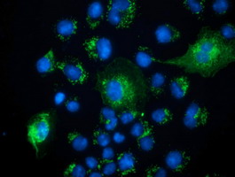 PECR Antibody - Anti-PECR mouse monoclonal antibody  immunofluorescent staining of COS7 cells transiently transfected by pCMV6-ENTRY PECR.