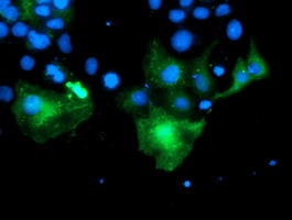 PECR Antibody - Anti-PECR mouse monoclonal antibody immunofluorescent staining of COS7 cells transiently transfected by pCMV6-ENTRY PECR.