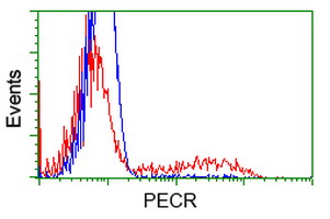 PECR Antibody - HEK293T cells transfected with either overexpress plasmid (Red) or empty vector control plasmid (Blue) were immunostained by anti-PECR antibody, and then analyzed by flow cytometry.