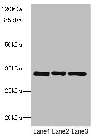 PECR Antibody - Western blot All Lanes: PECRantibody at 3.27ug/ml Lane 1 : MCF7 whole cell lysate Lane 2 : HepG-2 whole cell lysate Lane 3 : Hela whole cell lysate Secondary Goat polyclonal to Rabbit IgG at 1/10000 dilution Predicted band size: 33,17 kDa Observed band size: 33 kDa