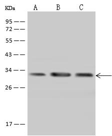PECR Antibody - Anti-PECR rabbit polyclonal antibody at 1:500 dilution. Lane A: MCF7 Whole Cell Lysate. Lane B: HepG2 Whole Cell Lysate. Lane C: HeLa Whole Cell Lysate. Lysates/proteins at 30 ug per lane. Secondary: Goat Anti-Rabbit IgG (H+L)/HRP at 1/10000 dilution. Developed using the ECL technique. Performed under reducing conditions. Predicted band size: 33 kDa. Observed band size: 33 kDa.