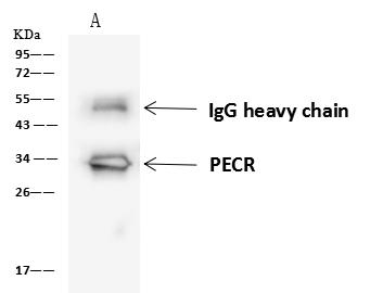 PECR Antibody - PECR was immunoprecipitated using: Lane A: 0.5 mg HepG2 Whole Cell Lysate. 4 uL anti-PECR rabbit polyclonal antibody and 60 ug of Immunomagnetic beads Protein A/G. Primary antibody: Anti-PECR rabbit polyclonal antibody, at 1:100 dilution. Secondary antibody: Goat Anti-Rabbit IgG (H+L)/HRP at 1/10000 dilution. Developed using the ECL technique. Performed under reducing conditions. Predicted band size: 33 kDa. Observed band size: 33 kDa.