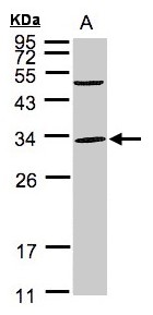 PEF1 Antibody - Sample (30 ug whole cell lysate). A:293T. 12% SDS PAGE. PEF1 antibody diluted at 1:1000