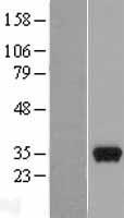 PEF1 Protein - Western validation with an anti-DDK antibody * L: Control HEK293 lysate R: Over-expression lysate