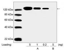 PEG / Polyethylene Glycol Antibody - Western blot analysis of PEGylated drug (Pegasys, Peginterferon Alfa 2A) and Non-PEGylated Interferon Alfa 2A protein using THE TM PEG Antibody [Biotin], mAb, Mouse. A PEGylated drug (Pegasys, Peginterferon Alfa 2A) B Interferon Alfa 2A protein
