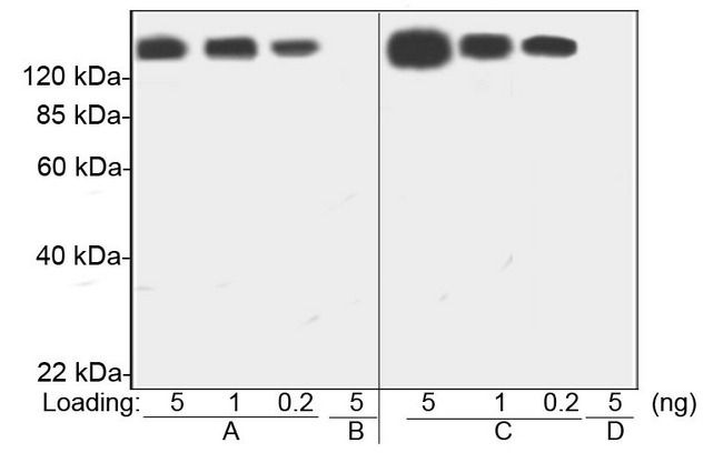 PEG / Polyethylene Glycol Antibody - Sensitivity comparison of commercial Mouse Anti-PEG mAb (samples A,B: Clone AGP4, 0.2 ug/ml) with THE TM PEG Antibody, mAb, Mouse by Western Blot.A,C: PEGylated drug (Pegasys, Peginterferon Alfa 2A)BB,D: Interferon Alfa 2A proteinThe test result showed PEG Antibody had better sensitivity and specificity than the other commercial product.