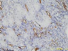 PEG / Polyethylene Glycol Antibody - Immunohistochemistry analysis of mouse kidney tissue (Paraffin embedded) using THE TM PEG Antibody, mAb, Mouse after mice were injected with BSA-PEG as an immunogen.The test result showed PEG Antibody was suitable for IHC application.